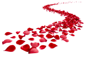 Red rose petals create a winding path across a white background for a romantic setting png