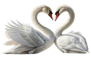 Majestic swans create a heart shape with their necks in a serene natural setting png