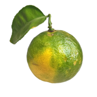 Green Lime Fruit with Leaf Fresh Citrus Food Ripe isolated on transparent background png
