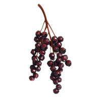 Dark Red Berries Branch Autumn Nature fall food isolated on transparent background png