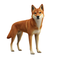 A Red Dingo Stands Isolated on Transparent Background. png