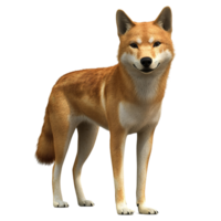 A Striking Image Of A Red Dingo Standing Tall Isolated on Transparent Background. png