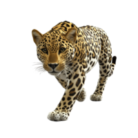 Majestic Leopard Walking Towards The Viewer Isolated on Transparent Background. png
