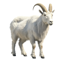 A majestic mountain goat stands proudly displaying its impressive horns Isolated on Transparent Background. png