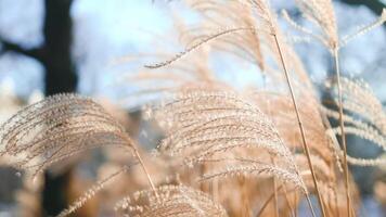 Close-up delicate white pampas grass swaying in wind summer, capturing natural beauty texture of ornamental grass in serene, blurred background. Ideal nature and botanical themes. Boho style. Pattern video