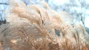 Close-up delicate white pampas grass swaying in wind summer, capturing natural beauty texture of ornamental grass in serene, blurred background. Ideal nature and botanical themes. Boho style. Pattern video