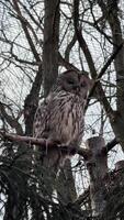 gray owl on the tree looks around in zoo video