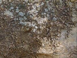 A close up of a rock with moss on it video