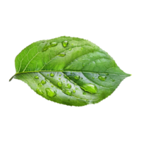Fresh Green Leaf with Glimmering Water Drops png