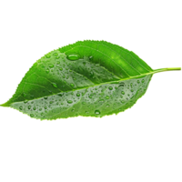 Green Leaf with Water Droplets on Transparent Background png