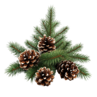 Realistic Pine Tree Branch With Cones png