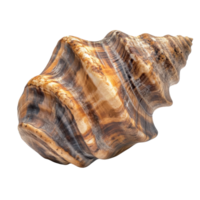 Walnut Shell Close Up Texture on transparent background. png
