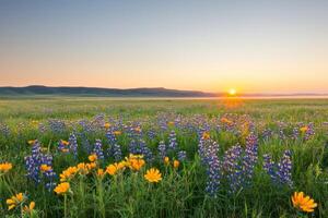 serene wildflower meadow at dawn with sunlight breaking over horizon photo