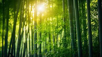Sunlight filtering through a dense bamboo forest nature scene tranquil environment close-up view serene atmosphere photo