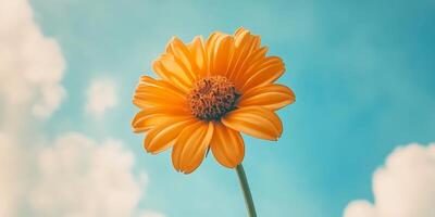 A vibrant yellow flower stands tall against a blue sky, with soft clouds adding a dreamy touch to the sunny scene. photo