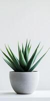 Elegant Aloe Vera Plant in a Stylish Grey Pot photo