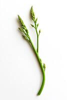 Fresh Asparagus Stems - A Springtime Delight photo
