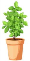 Basil Plant in Pot - Vibrant Green Herb photo