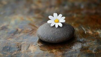 Serene Daisy on Smooth Stone, A Zen Garden Still Life Photography photo