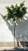 A solitary tree casts a shadow on a sunlit urban wall, highlighting the contrast between nature and minimalist architecture. photo