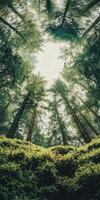 Looking up at towering pine trees in a lush forest, capturing the serene beauty of nature from a unique ground perspective. photo