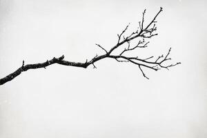 A stark, bare tree branch set against a muted gray sky, evoking a sense of calm and minimalism in a winter landscape. photo