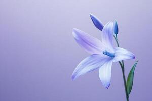 Close-up of a purple lily against a soft gradient background, showcasing elegance and simplicity in nature. photo