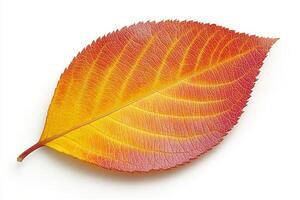 A leaf with orange and yellow colors. The leaf is on a white background. The leaf is the main focus of the image photo