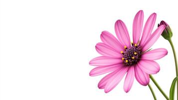 Close-up of a Stunning Pink Flower photo