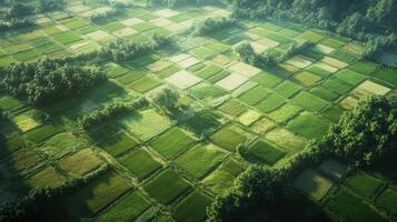 Stunning aerial view showcasing vibrant green rice fields arranged in geometric patterns. This serene landscape highlights the beauty of agriculture and nature. photo