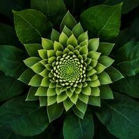 A detailed close-up of a green succulent showcasing its symmetrical leaf pattern and vibrant texture. photo