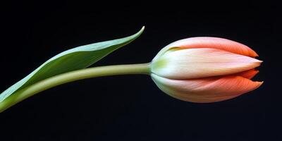 A detailed close-up of a tulip with vibrant colors against a dark background, showcasing its elegant form and natural beauty. photo