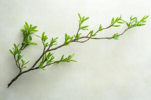 Delicate Spring Branch with Fresh Leaves photo