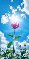 A small pink flower is growing in a field of green grass. The sky is blue with a few clouds, and the sun is shining brightly. Concept of peace and tranquility photo