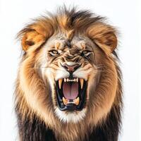A lion with its mouth open and teeth bared. The lion is angry and ready to attack photo