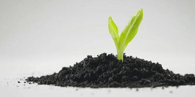 Seedling Emerging from Soil, A Symbol of New Growth and Life's Beginnings photo