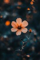 A vibrant orange flower in focus against a soft, blurred background with bokeh, capturing the essence of tranquility and natural beauty. photo