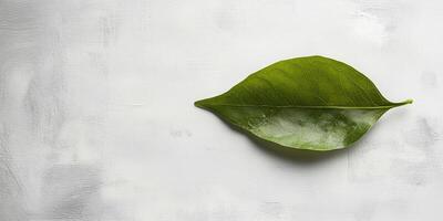 Single Green Leaf on White Textured Background, Nature Photography, Minimalist Botanical Image photo