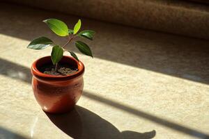 A small green plant in a terracotta pot, bathed in sunlight on a windowsill. A symbol of new life and growth, this image evokes feelings of peace and tranquility. photo