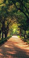 A tranquil pathway lined with vibrant green trees, bathed in warm sunlight, creating a peaceful and inviting atmosphere in a park. photo