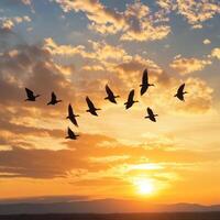 Birds in Flight at Sunset, A Majestic Journey photo