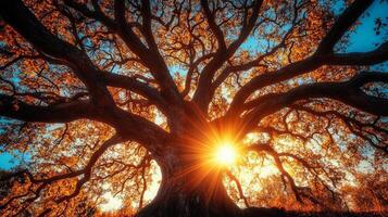 Stunning view of a large oak tree with sunburst effect, showcasing vibrant autumn foliage and a clear blue sky. photo