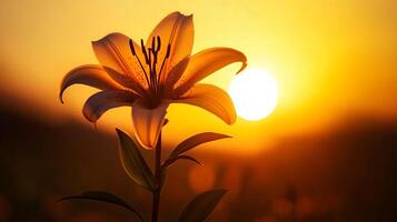 A single white flower with a yellow center is in front of a bright orange sun. The sun is setting, casting a warm glow over the scene. The flower is the main focus of the image photo