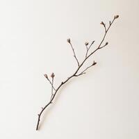 A single bare branch with budding tips set against a plain white background, showcasing minimalist beauty and natural elegance. photo