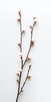 Delicate Spring Blossom Branch - A Peaceful Floral Image photo