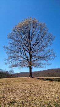 Majestic Tree in a Sunny Field photo