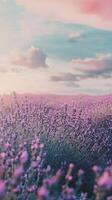 A breathtaking view of a lavender field under a colorful sunset sky, capturing the essence of tranquility and natural beauty. photo