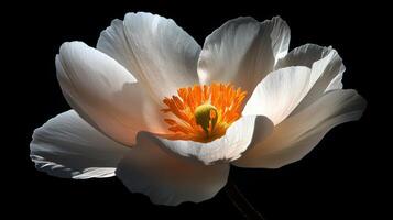 Captivating macro shot of a white peony flower showcasing its delicate petals and vibrant orange center against a dark backdrop. photo