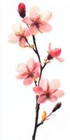Delicate Pink Blossom Branch photo