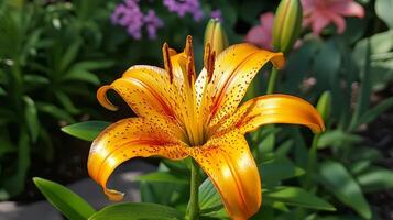 Close-up of a bright orange lily flower in full bloom surrounded by lush green leaves and vibrant garden flowers. photo
